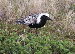 Black-bellied Plover